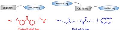 Recent advances in the development of CB1R selective probes